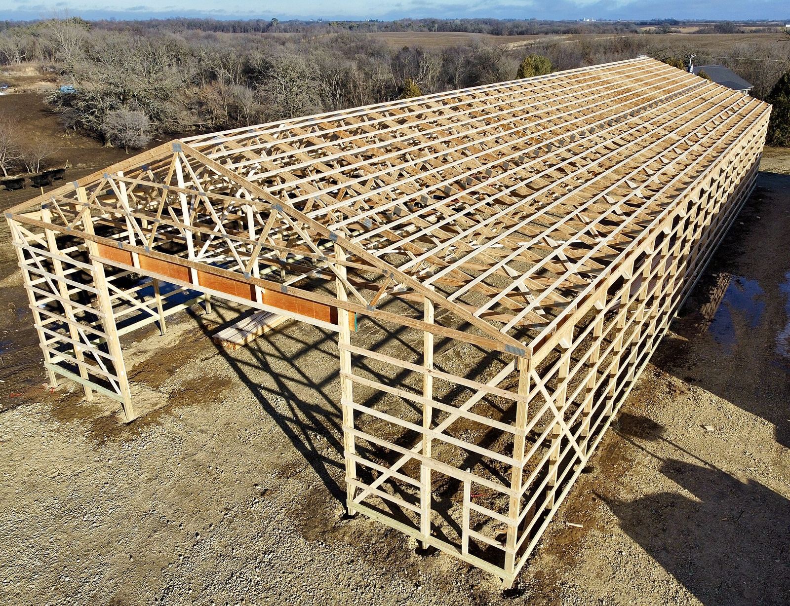 Wood post-frame building with trusses and purlins in place, before steel siding