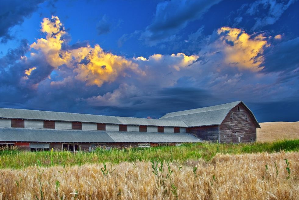 Red barn on rolling Palouse farmland at sunrise